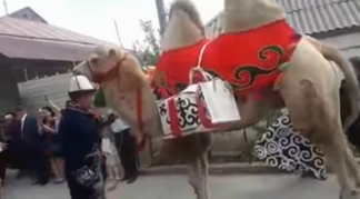 Свадебный кортеж состоящий из каравана верблюдов удивил пользователей сети