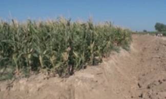 Жаркентскую кукурузу будут выращивать в южном регионе