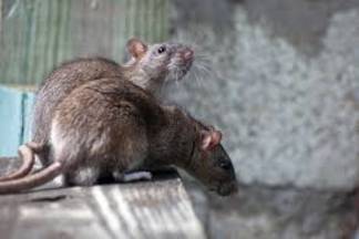 14 миллинов тенге выделили на уничтожение крыс в Шымкенте