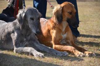 Кто быстрее: В Казахстане определили самую быструю собаку породы тазы