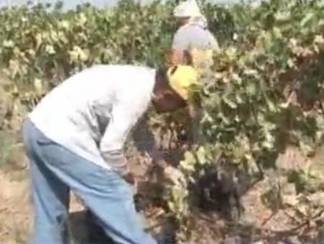 В Сарыагаше собрано более 13 тыс. тонн винограда