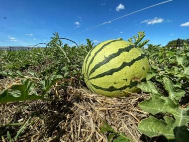 17-килограммовый арбуз вырастил фермер на севере Казахстана
