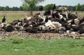 Фермеры ВКО считают, что из-за работ компании по добыче золота массово гибнет домашний скот