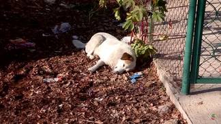 В Шымкенте отстреливают собак на глазах у детей