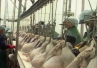В Тюлькубасе появится птицефабрика