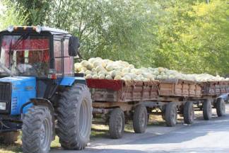 4000 тонн бахчевых на экспорт отправили аграрии Мактааральского района