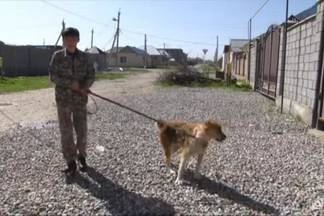В Шымкенте на изоляцию одной бродячей собаки из госбюджета выделяется три тысячи тенге
