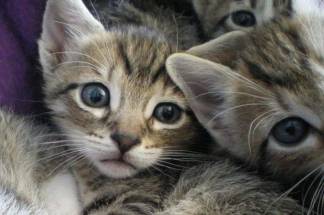 «Нам пришлось самим их убирать» - Волонтеры о десятках задохнувшихся котятах в камазе отлова в Шымкенте