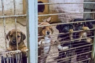 В муках умирают от отсутствия воды и еды - мёртвых кошек и собак нашли шымкентские волонтеры в пункте временного содержания животных