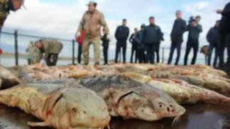 Борьба с браконьерством усиливается в Туркестанской области