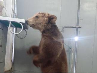 Цирковых медведей пытались продать в Шымкенте