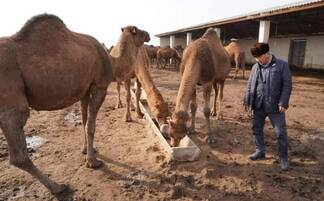 Фермеры, развивающие верблюдоводство, нуждаются в государственной поддержке