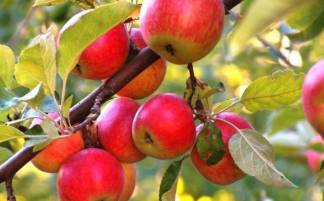 Дефицит яблок исчезнет к 2024 году - министр сельского хозяйства РК