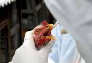 Эпидемия птичьего гриппа в РК: в пригороде Павлодара введен карантин