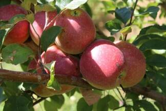 Урожай яблок в этом году побил все рекорды за несколько лет