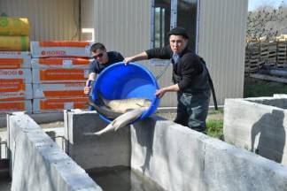 Аким Туркестанской области ознакомился с работой рыбоводческих хозяйств Сайрамского района