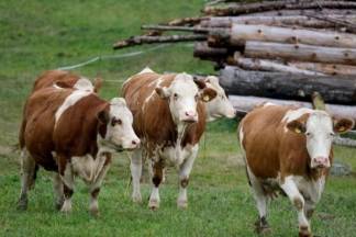 Факт бешенства у коров подтвердился в Северном Казахстане