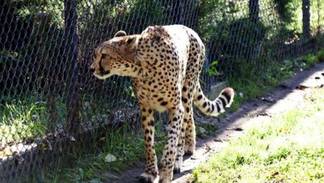 В зоопарке Алматы умер гепард