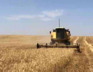 В Сарыагашском районе завершилась уборка пшеницы