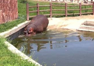 Как животные содержащиеся в зоопарке выносят 40 градусную жару?