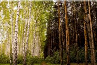 Какие породы деревьев включены в глобальный проект озеленения Казахстана
