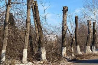 «Крона-вирус» косит деревья в Петропавловске