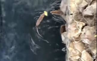 В Шымкенте полчища крыс устроили массовый заплыв на реке Кошкарате
