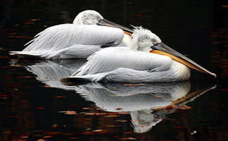 Двух кудрявых пеликанов передали из биоцентра Семея в зоопарк Шымкента