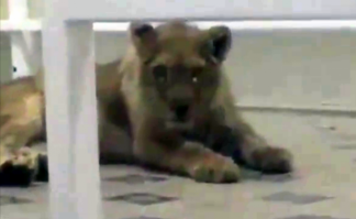 Львенок, которого увидели в шымкентской гостинице, разыскивают полицейские