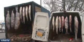 Гигантскую рыбу-мутанта продавали уличные торговцы в Алматы