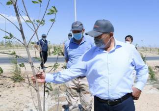 В Туркестане высажено 2,5 млн. саженцев саксаула