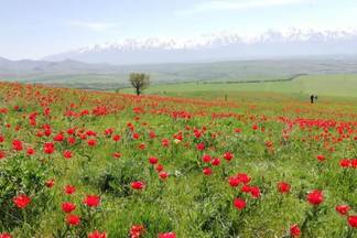 В Туркестанской области объявили охоту на охотников за тюльпанами