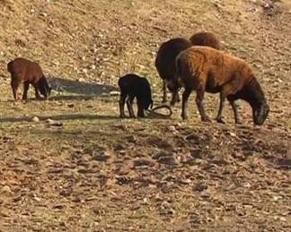 В Туркестанской области пастух продал чужое стадо баранов на 16 млн тенге