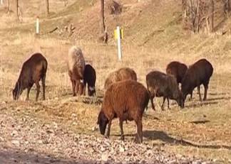 В Туркестанской области пастух распродал чужих овец на 30 миллионов тенге