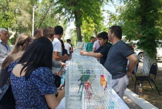 Два дня в Шымкенте проходила выставка декоративных птиц
