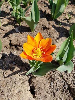 Первые тюльпаны стали появляться на клумбах в Шымкенте
