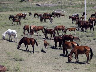В Туркестанской области похитили 264 лошади