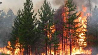 Пожары в Костанайской области: сколько погибло животных и птиц