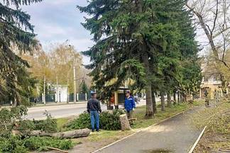 Жители Усть-Каменогорска возмущены расширением дорог за счет уничтожения зеленых насаждений