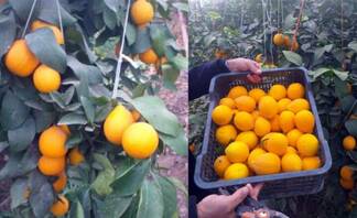 В единственном лимонарии Ордабасинского района приступили к сбору урожая