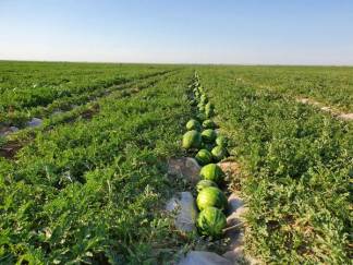 Шардаринские аграрии собрали первый урожай арбузов