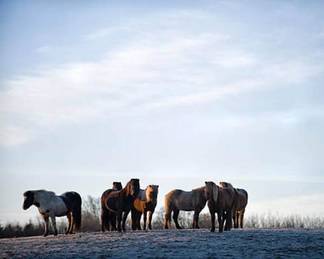 По скоростной трассе Астана – Бурабай скачут табуны лошадей