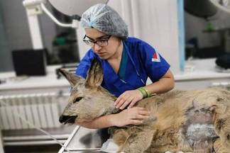 Смерть косули в Усть-Каменогорске поссорила горожан с ветеринарами