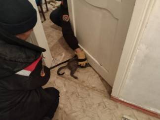 Спасатели Шымкента освободили кошку от дверного плена