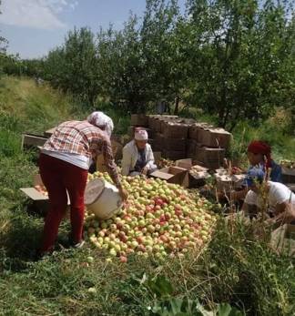 В Тюлькубасском районе в самом разгаре уборка летних яблок