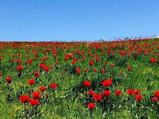 В степях Южного Казахстана зацвели тюльпаны Грейга