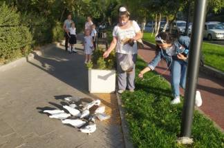 В Шымкенте все чаще можно увидеть голубей