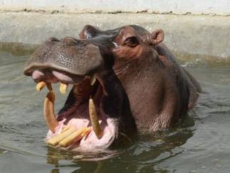 В зоопарке Шымкента бегемот перенес операцию по удалению неправильно развитых клыков