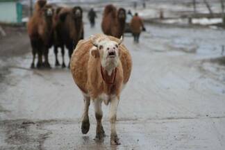 В Атырауской области наказаны 44 владельца скота