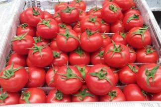 В томатах из Азербайджана обнаружен вирус